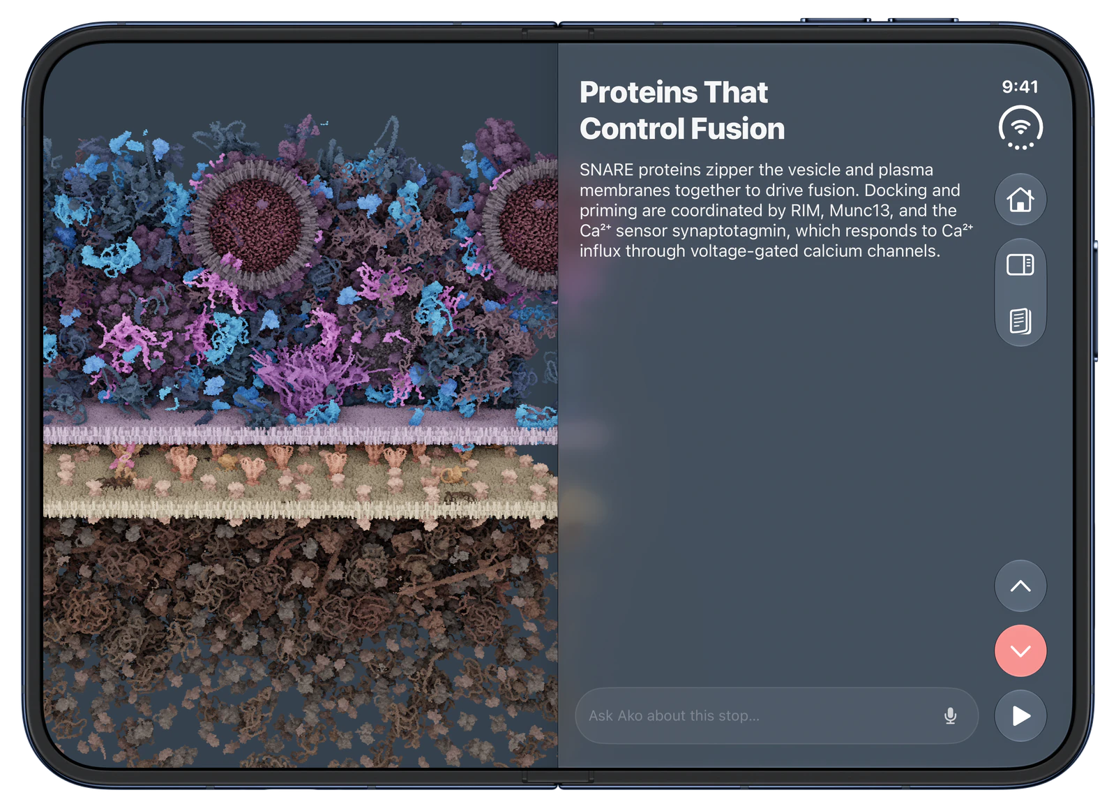 CellWalk on iPhone Duo, open: Synapse tour: Proteins That Control Fusion.